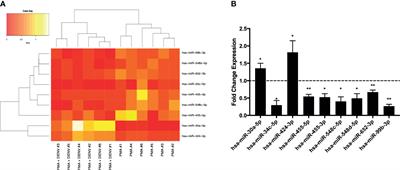 Differential Expression of Human MicroRNAs During Dengue Virus Infection in THP-1 Monocytes